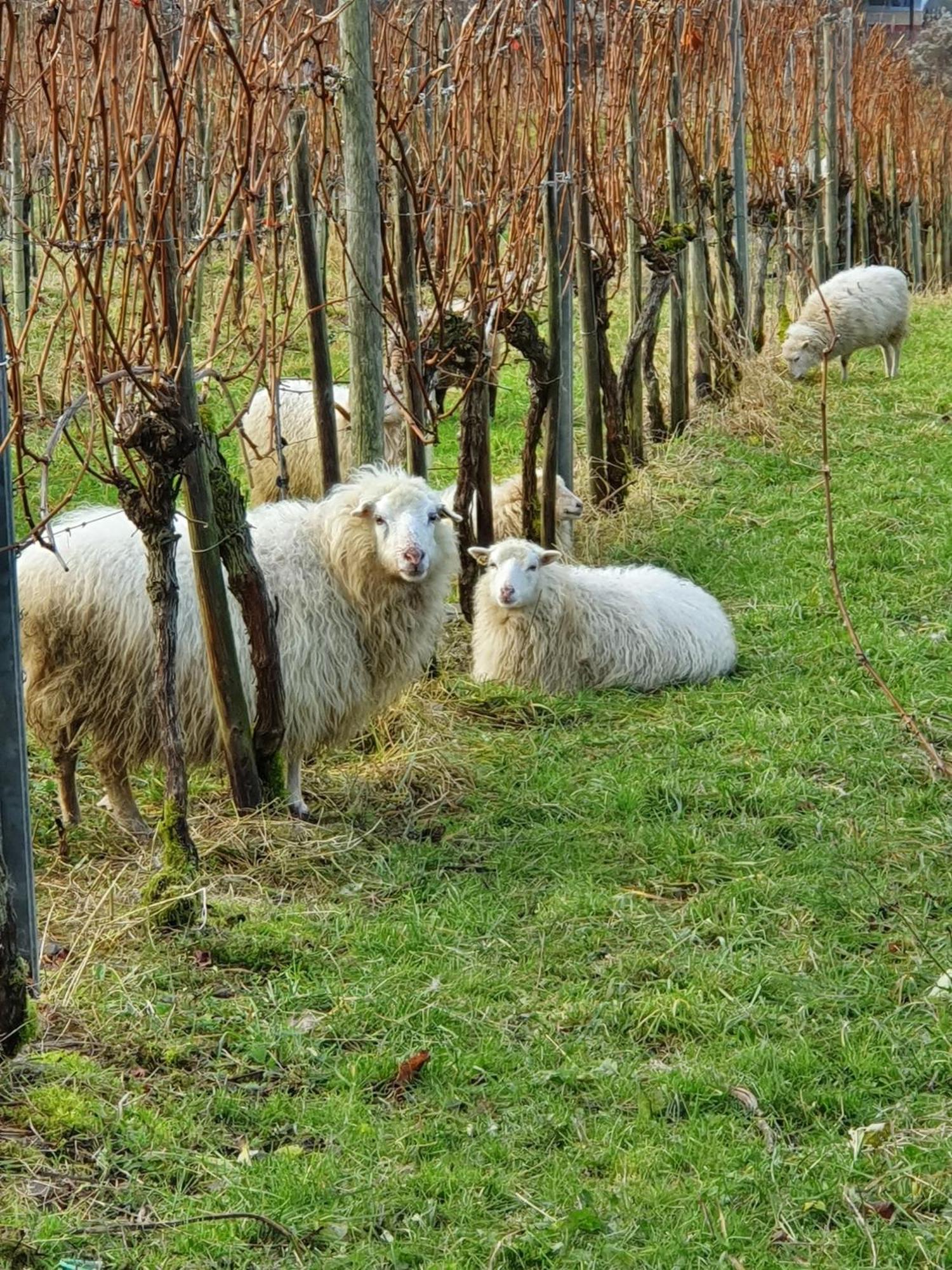 Ferienwohnung An Der Mosel, Romeo Senheim Buitenkant foto